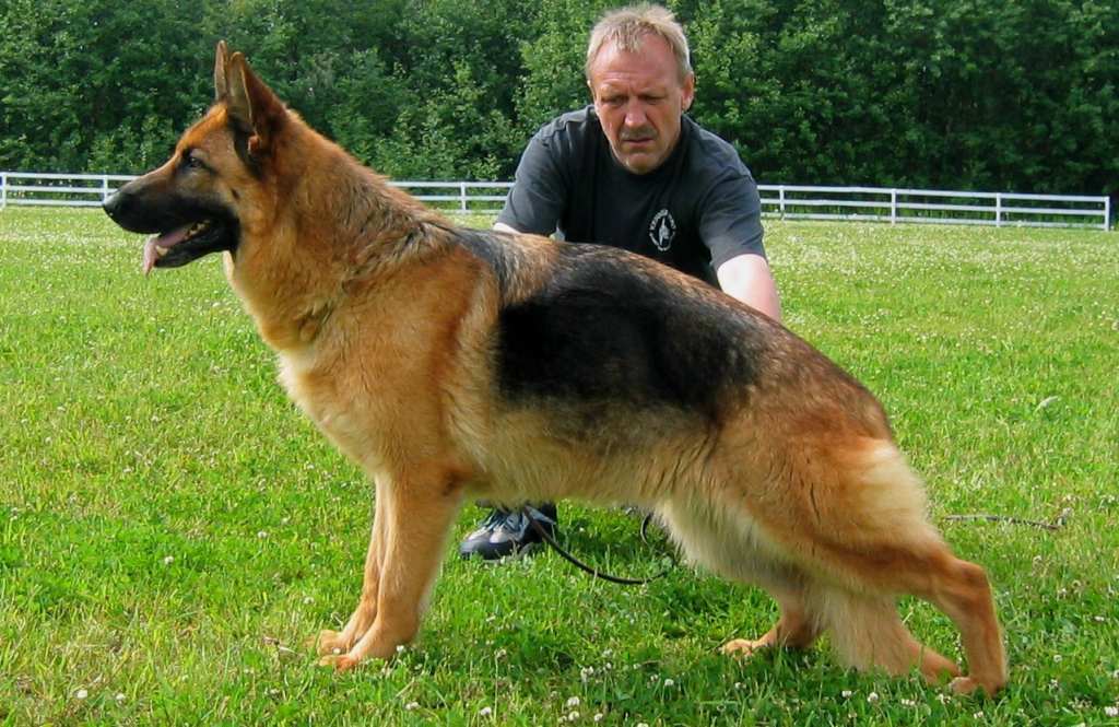 german-shepherd-dog-383502.jpeg