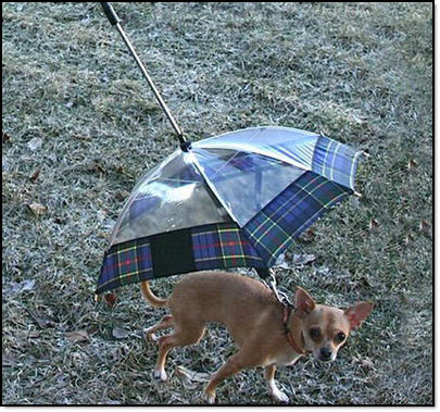 dog-umbrella-01.jpg