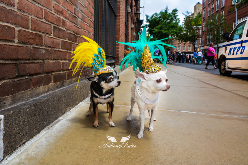 anthony-rubio-with-chihuahua-bogie-and-kimba-attend-the-2015-pride-march-in-new-york-dsc_0798-new-200.jpg