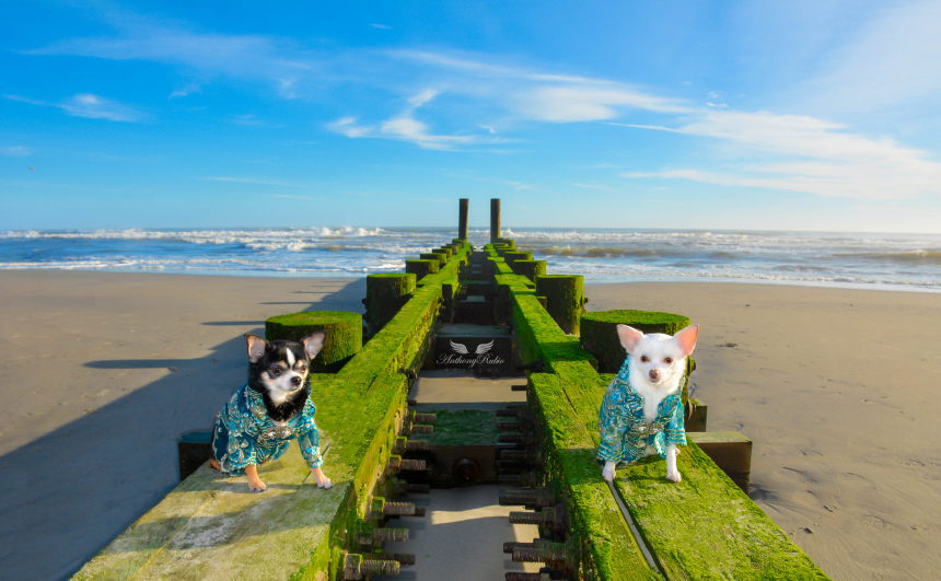 anthony-rubio-with-chihuahuas-bogie-and-kimba-visit-atlantic-city-beach-in-winter-jersey-shore-dsc_0594-new-500.jpg