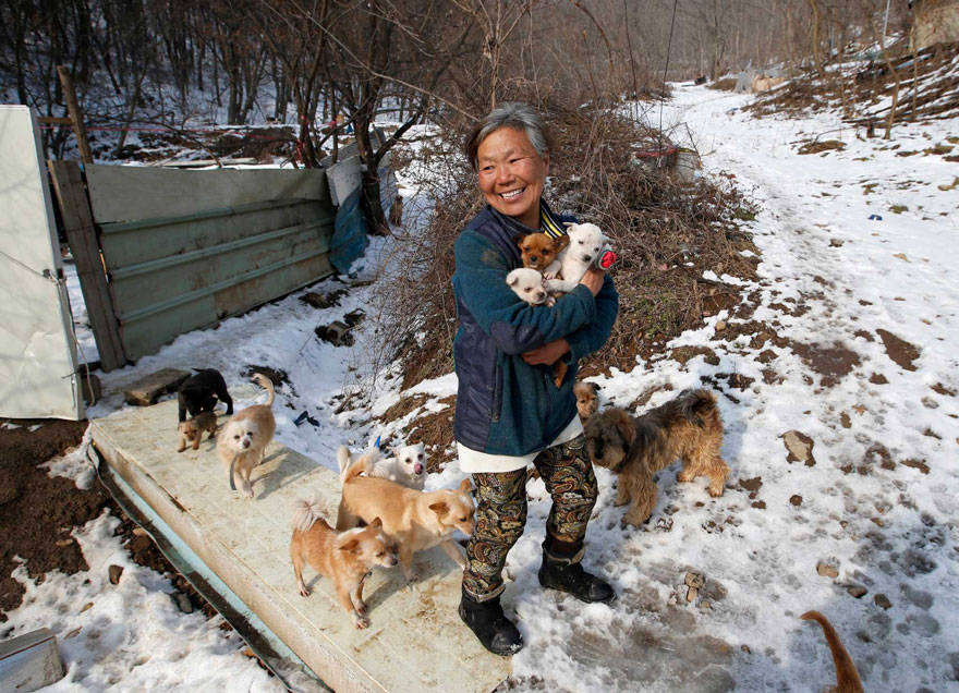 woman-saves-200-dogs-rescue-jung-myoung-sook-south-korea-5.jpg