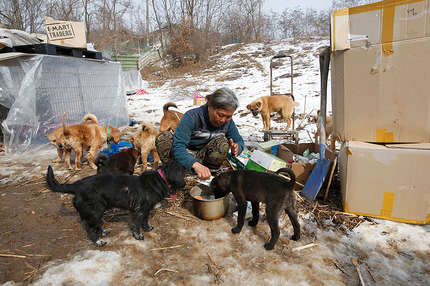 woman-saves-200-dogs-rescue-jung-myoung-sook-south-korea-3.jpg