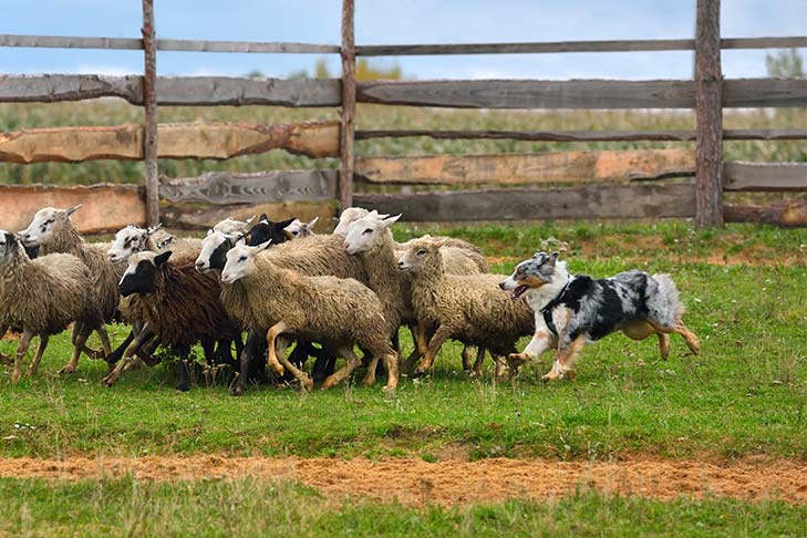 Australian-Shepherd-working-a-flock-of-sheep.jpg
