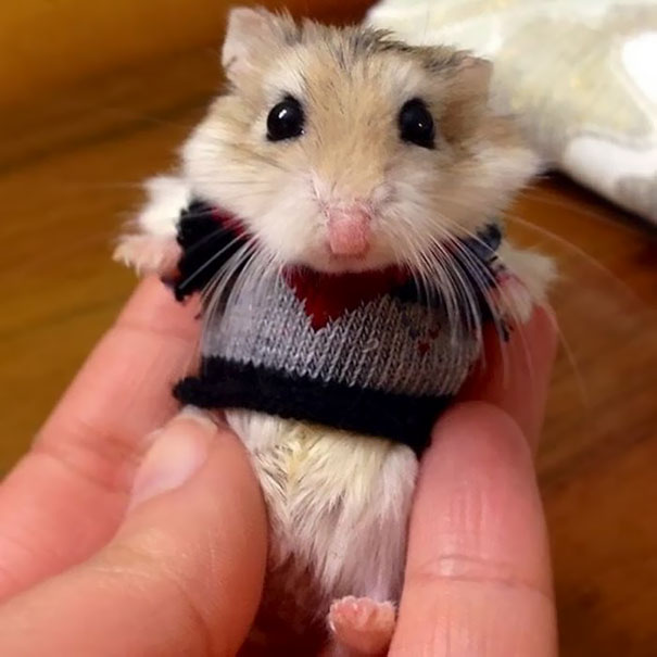 cute-animals-wearing-tiny-sweaters-23-57ff6fe79105f__605.jpg